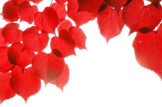 red fall or autumn leaves on a white background