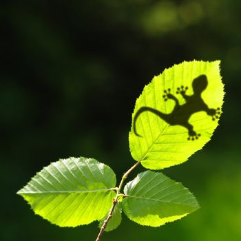 green jungle leaf with gecko shadow showing rainforest or nature concept