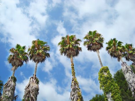 Palm trees against the blue cloudy sky  