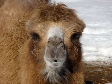 Orange cute camel on a snow background