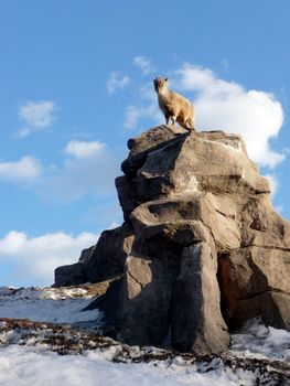 Goat kid at stone rock on a background of blue sky