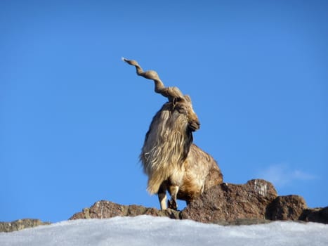 Beautiful goat at stone rock on a background of blue sky