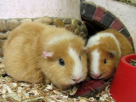 Two orange guinea pigs on the sawdust