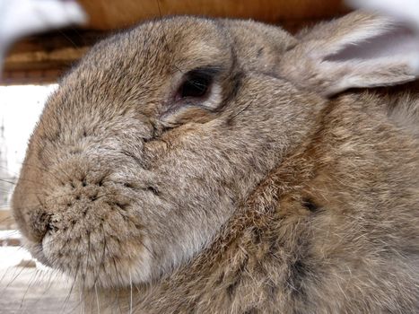 Head of the large fuzzy gray hare
