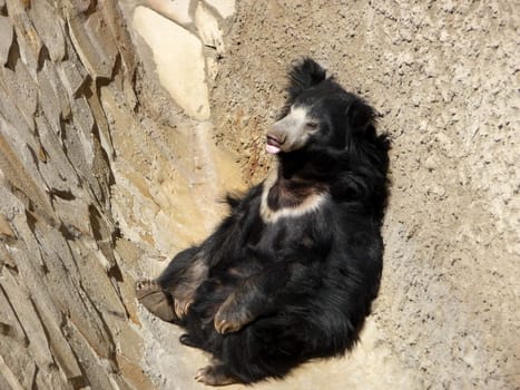 Lonely black bear sleeps in a corner of stone wall