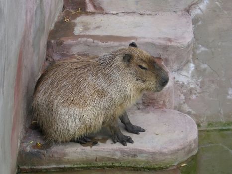 Cute small capybara sits near the water