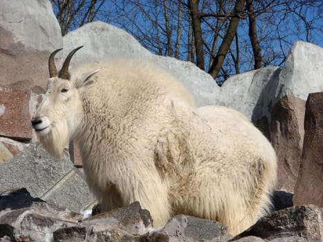 White snow goat on a background of rock stones