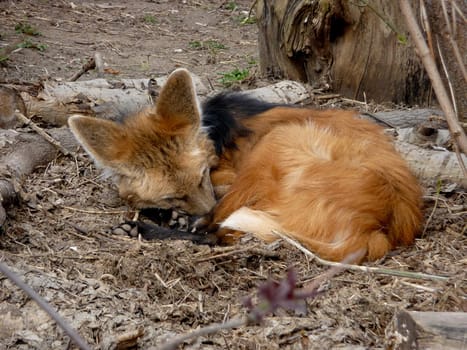 Colorful sleeping red fox on the ground