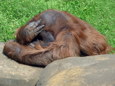 Thinking orangutan on a green lawn background