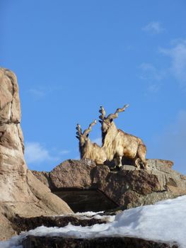 Two goats at stone rock on a background of blue sky