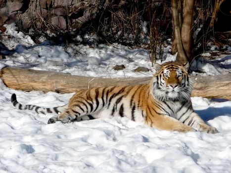 Colorful tiger lays on the snow ground