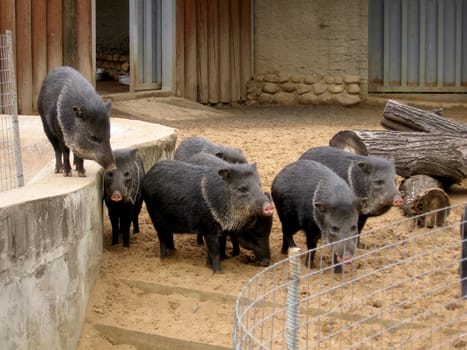 Family of black wild boar on a sand ground