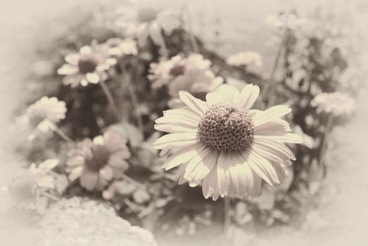 old fashioned faded sepia background of daisies