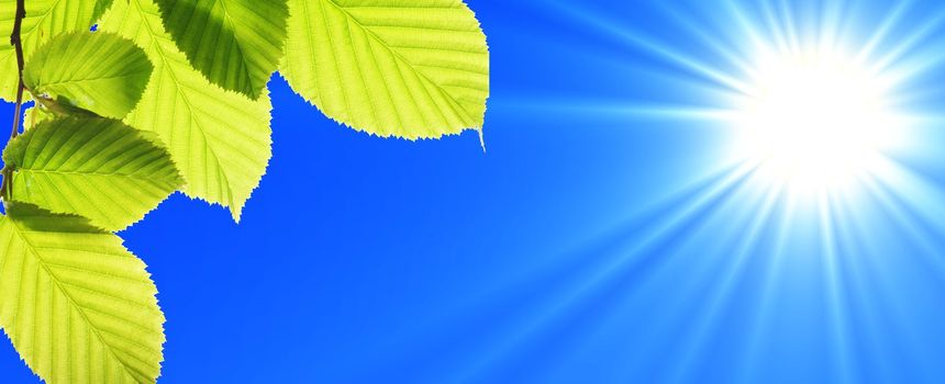 green leaf and blue sky with sun in summer