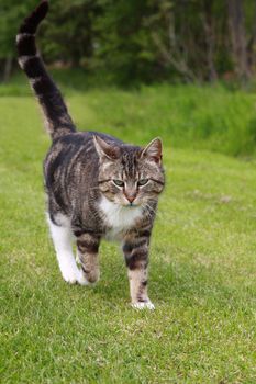 gray cat walking on grass