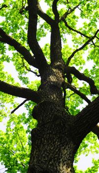 tree in summer forest with green leaves showing nature concept