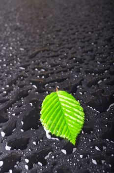 leaf and black background with rain water drops and copyspace