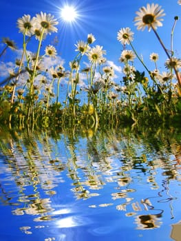 daisy flower and water reflection showing summer concept