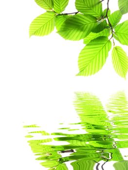 green leaf and water reflection on summer day