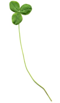 Shamrock three leafed old white clover trifolium plant - isolated over white background