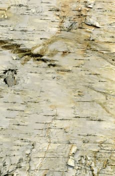 White bark of the birch tree. High resolution texture