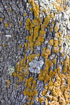 Close up view of an olive tree bark texture with yellow fungus.