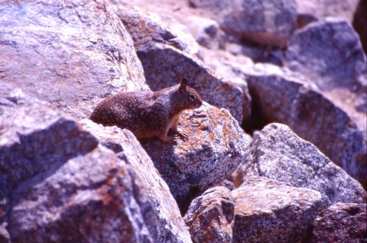 Squirrel on 17 miles drive