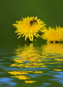 A honeybee diligently searches for food on a dandelion. Reflection over water.