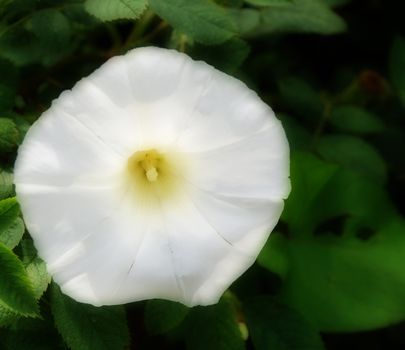 A close-up of a pure, white, Morning Glory flower