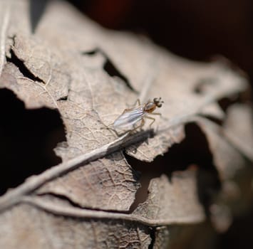 A fly resting on a dead leaf in the woods