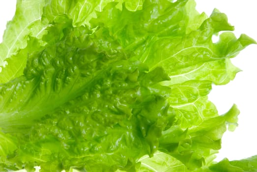 Green salads leaves on a white background.