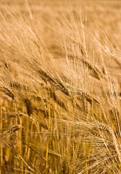 food series: ripe wheat field in summer