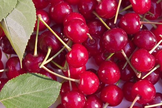 food series: tasty red cherries with leaf texture