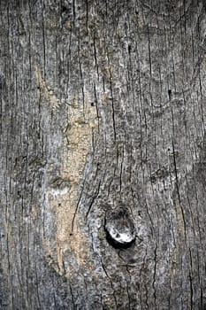 Close view of the texture of an old tree.