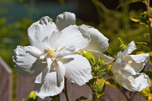 Fully bloomed white rose of sharon with buds and soft focus background