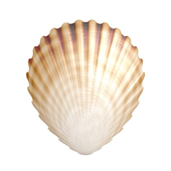 An image of an isolated scallop shell