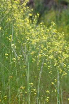green grass with ears and wildflowers, Washington, USA