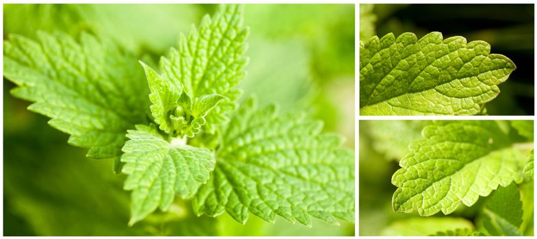 Set of images of fresh green mint leaves