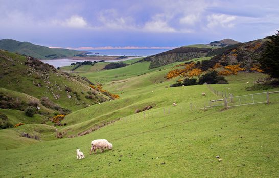 Farm on the Dunedin Peninsular in New Zealand.