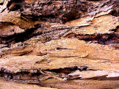 close up on a detail of wood tree texture...