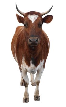 Ayrshire Cow with Horns isolated with clipping path