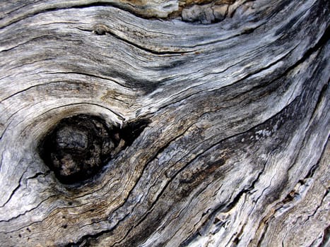 Decaying tree wood texture showing on the left a circular node detail.