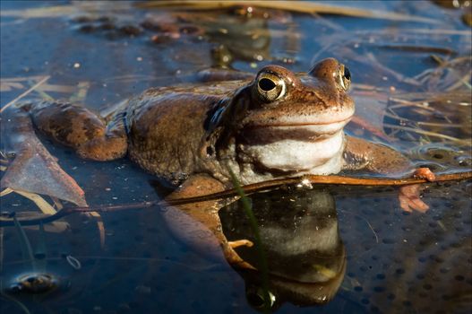 The Common Frog sitting in water and heated on the spring sun and her reflection.