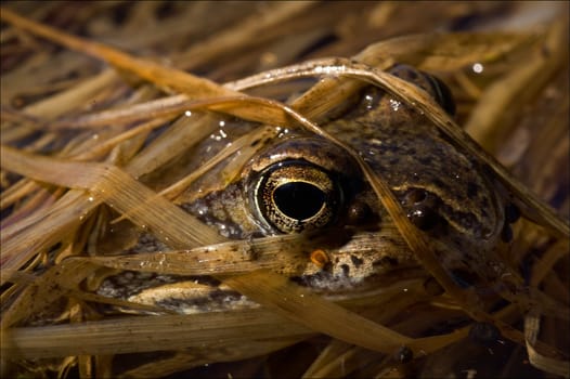 The Common Frog, hidden in a grass. The frog sits in water and looks out one eye from under the last year's turned yellow grass.