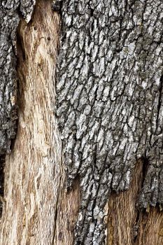 Close up view of a Quercus Suber tree bark texture.