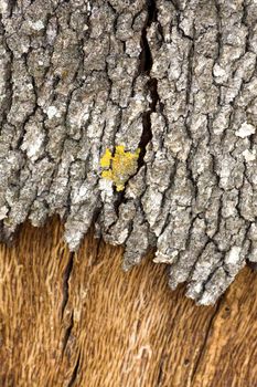 Close up view of a quercus suber tree bark texture.