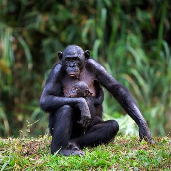 Bonobo with a cub. Mother-Bonobo with a cub on hands sits on a green grass.