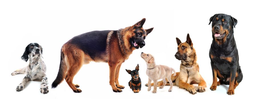 group of dogs in front of a white background
