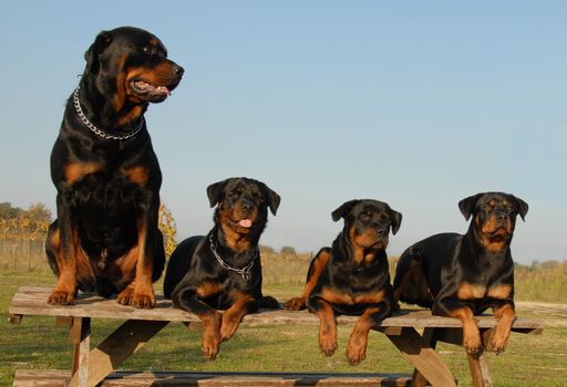 four watchind dogs: family of purebred rottweiler
 