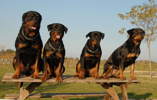 four watchind dogs: family of purebred rottweiler
 